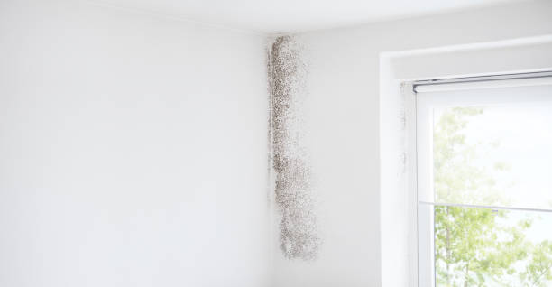Best HVAC Mold Inspection and Cleaning  in Parker City, IN