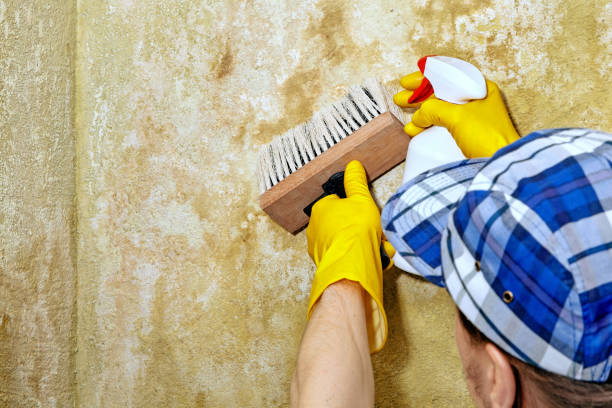 Best Air Quality Testing for Mold Spores  in Parker City, IN