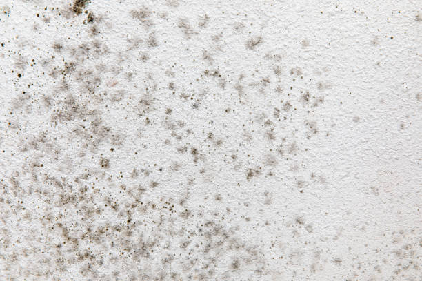 Best Airborne Mold Testing  in Parker City, IN