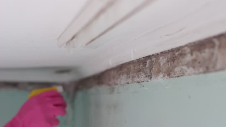 Best Biohazard Mold Removal  in Parker City, IN